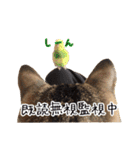 猫とインコのおもしろ癒され日常会話（個別スタンプ：29）