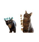 猫とインコのおもしろ癒され日常会話（個別スタンプ：30）