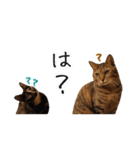 猫とインコのおもしろ癒され日常会話（個別スタンプ：33）