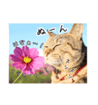 猫とインコのおもしろ癒され日常会話（個別スタンプ：34）