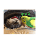 猫とインコのおもしろ癒され日常会話（個別スタンプ：35）
