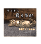 猫とインコのおもしろ癒され日常会話（個別スタンプ：36）
