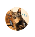 猫とインコのおもしろ癒され日常会話（個別スタンプ：37）