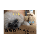 モカと風太（個別スタンプ：7）