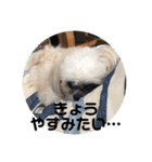 モカと風太（個別スタンプ：11）