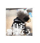 モカと風太（個別スタンプ：14）