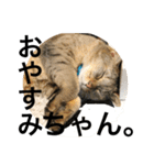 ベルチャンポンチャン（個別スタンプ：1）