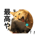 ベルチャンポンチャン（個別スタンプ：2）