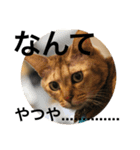 ベルチャンポンチャン（個別スタンプ：3）