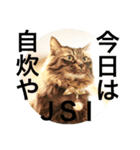 ベルチャンポンチャン（個別スタンプ：5）