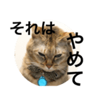ベルチャンポンチャン（個別スタンプ：8）