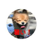 ワン達の日常スタンプ（個別スタンプ：2）