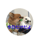 ワン達の日常スタンプ（個別スタンプ：3）