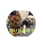 ワン達の日常スタンプ（個別スタンプ：4）