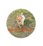 ワン達の日常スタンプ（個別スタンプ：7）