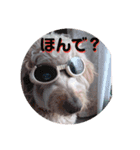 ゴールデンドゥードル（ヱビス）（個別スタンプ：2）