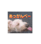 ゴールデンドゥードル（ヱビス）（個別スタンプ：5）