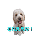ゴールデンドゥードル（ヱビス）（個別スタンプ：6）