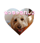 ゴールデンドゥードル（ヱビス）（個別スタンプ：9）