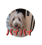 ゴールデンドゥードル（ヱビス）（個別スタンプ：12）