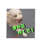 ゴールデンドゥードル（ヱビス）（個別スタンプ：13）