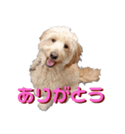 ゴールデンドゥードル（ヱビス）（個別スタンプ：15）