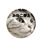 みねまるスタンプ2（猫のみねこもまるお）（個別スタンプ：1）