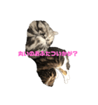 みねまるスタンプ2（猫のみねこもまるお）（個別スタンプ：4）