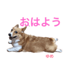 コーギーゆめちゃん（個別スタンプ：1）
