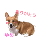 コーギーゆめちゃん（個別スタンプ：2）