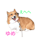 コーギーゆめちゃん（個別スタンプ：3）