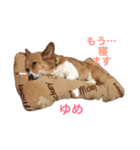 コーギーゆめちゃん（個別スタンプ：4）