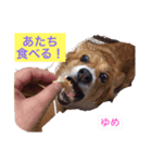 コーギーゆめちゃん（個別スタンプ：7）