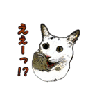 つぶやき猫_00（個別スタンプ：5）