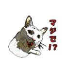 つぶやき猫_00（個別スタンプ：6）