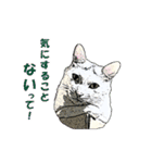 つぶやき猫_00（個別スタンプ：9）