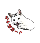 つぶやき猫_00（個別スタンプ：13）