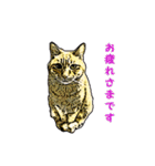 つぶやき猫_00（個別スタンプ：14）