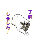 つぶやき猫_00（個別スタンプ：15）