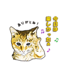 つぶやき猫_00（個別スタンプ：18）