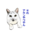 つぶやき猫_00（個別スタンプ：19）