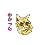つぶやき猫_00（個別スタンプ：38）