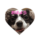 チワワしょこちゃんの毎日（個別スタンプ：1）