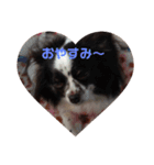 チワワしょこちゃんの毎日（個別スタンプ：2）