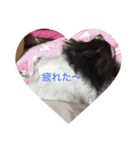 チワワしょこちゃんの毎日（個別スタンプ：4）