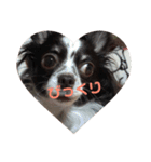 チワワしょこちゃんの毎日（個別スタンプ：5）