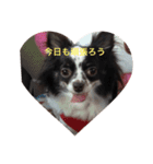 チワワしょこちゃんの毎日（個別スタンプ：8）