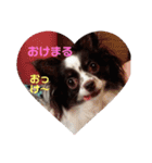チワワしょこちゃんの毎日（個別スタンプ：10）