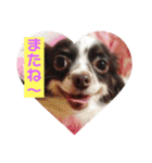 チワワしょこちゃんの毎日（個別スタンプ：16）