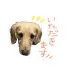 我が家のソラちゃん①（個別スタンプ：2）